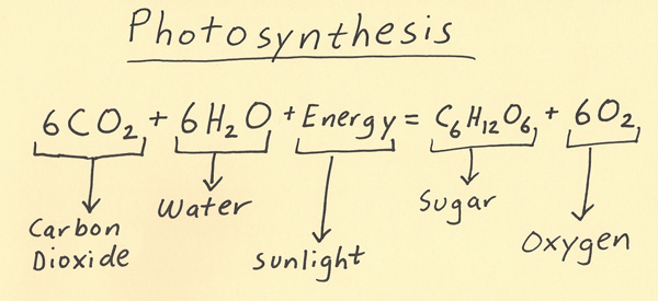 photosynthesis reactants and products